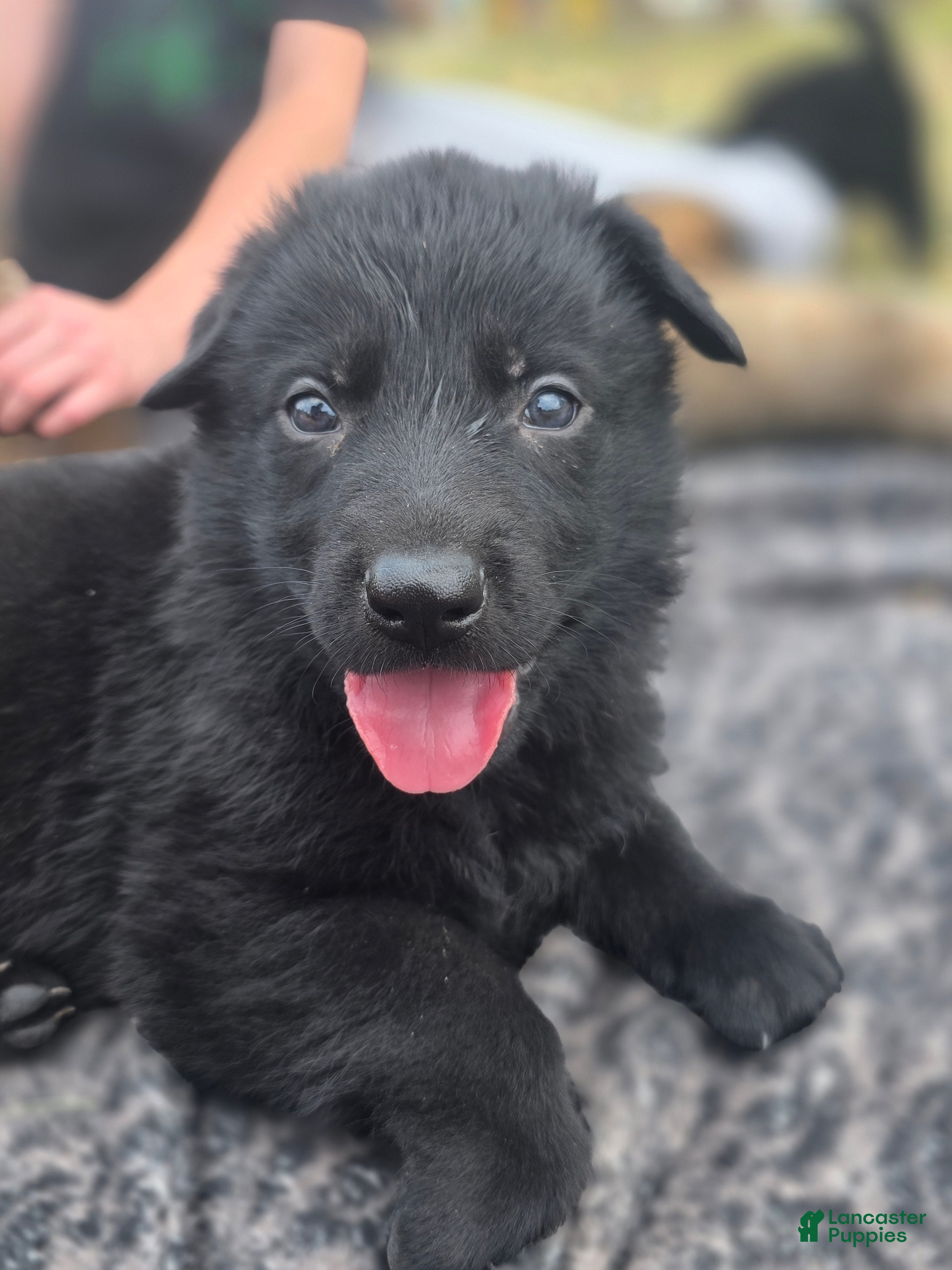 German Shepherd dogs Boy (Blue) - Ad 1