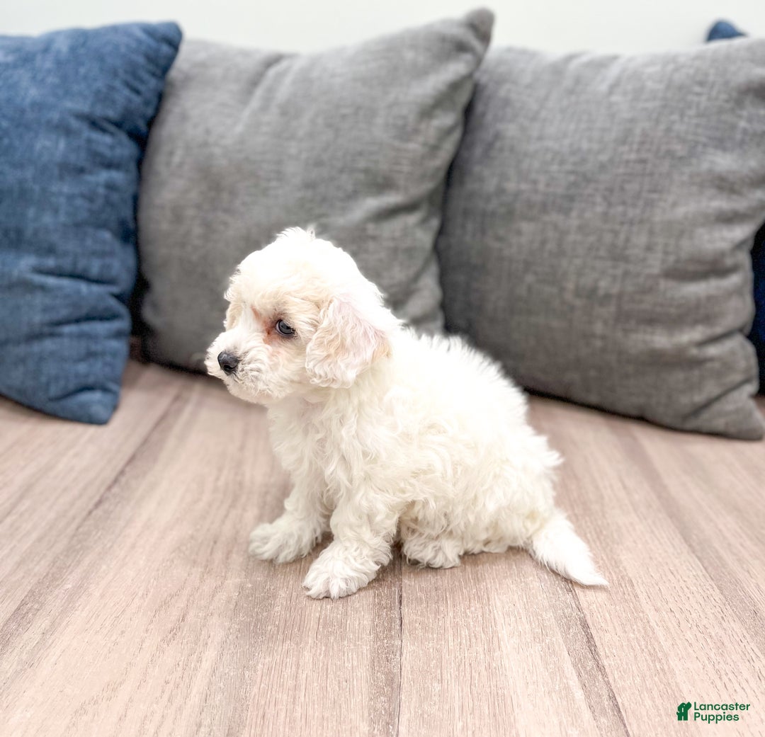 Bichpoo dogs for sale: Leo - Ad 4