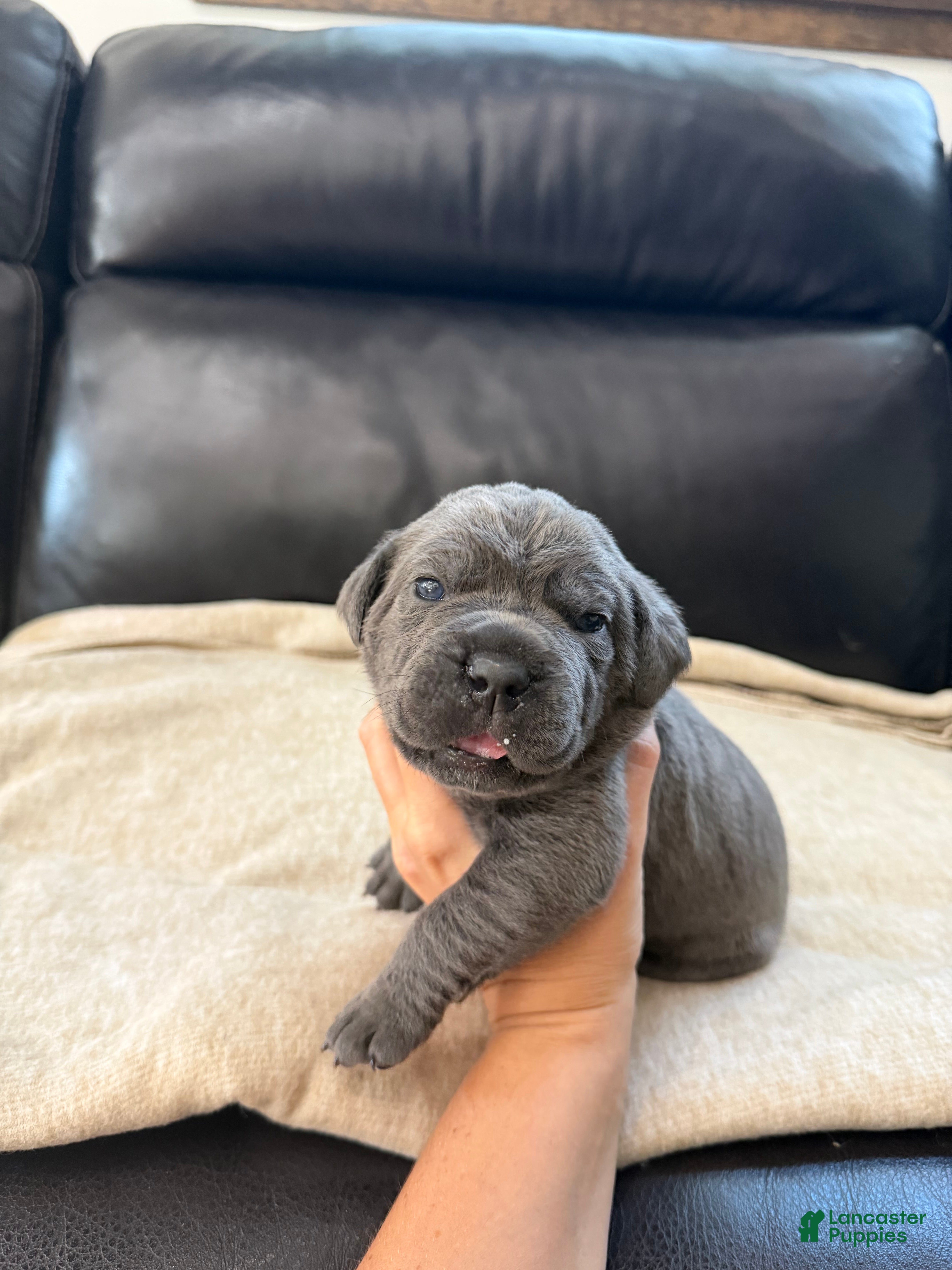 Cane Corso dogs Dark Pink Collar -Griselda - Ad 1