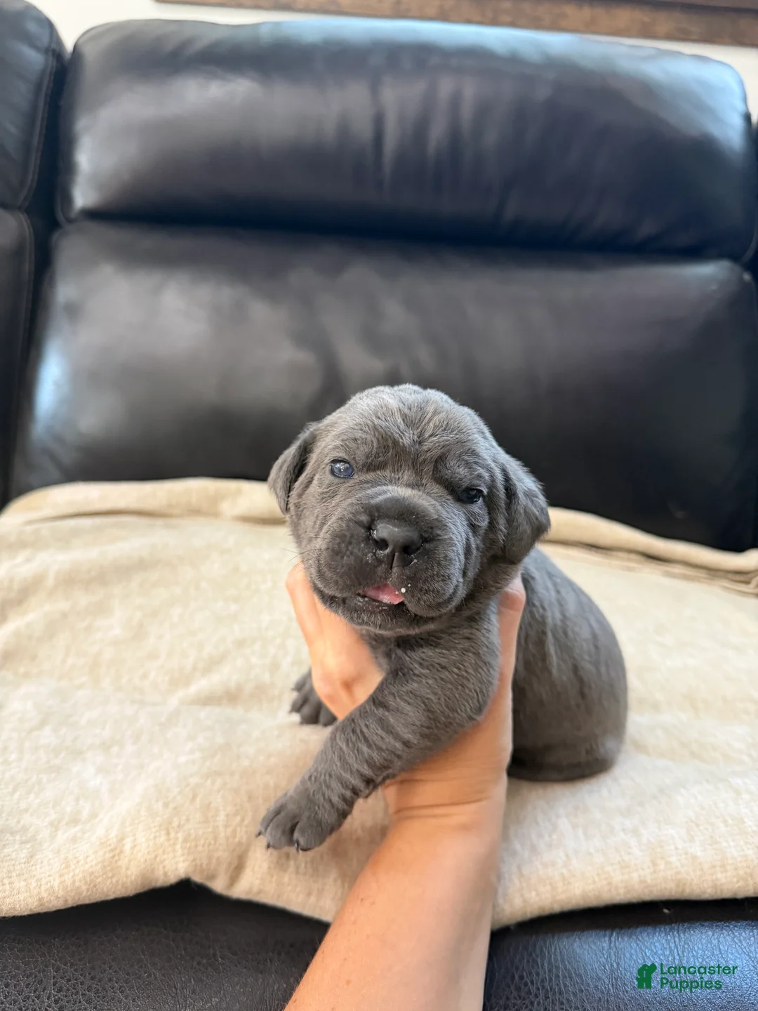Cane Corso dogs for sale: Dark Pink Collar -Griselda - Ad 1
