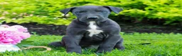 Great Dane dogs for sale: Rylie  - Ad 1