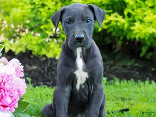 Great Dane dogs for sale: Rylie - Ad 4