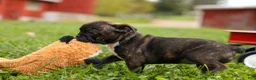 Frenchton dogs for sale: BETZY - Ad 13