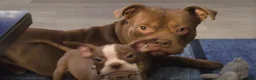 American Bully dogs for sale: American Bully 4 - Ad 2
