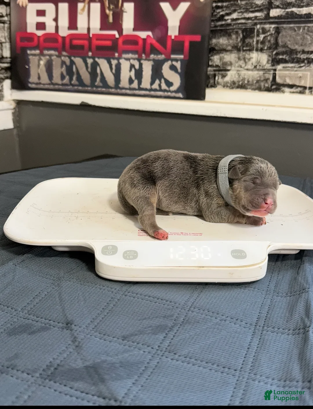 American Bully dogs for sale: Raiden - Ad 2