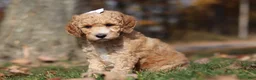 Miniature Poodle dogs for sale: June (AKC) - Ad 4
