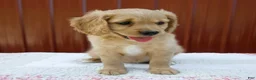 Miniature Golden Retriever dogs for sale: Ginger - Ad 5