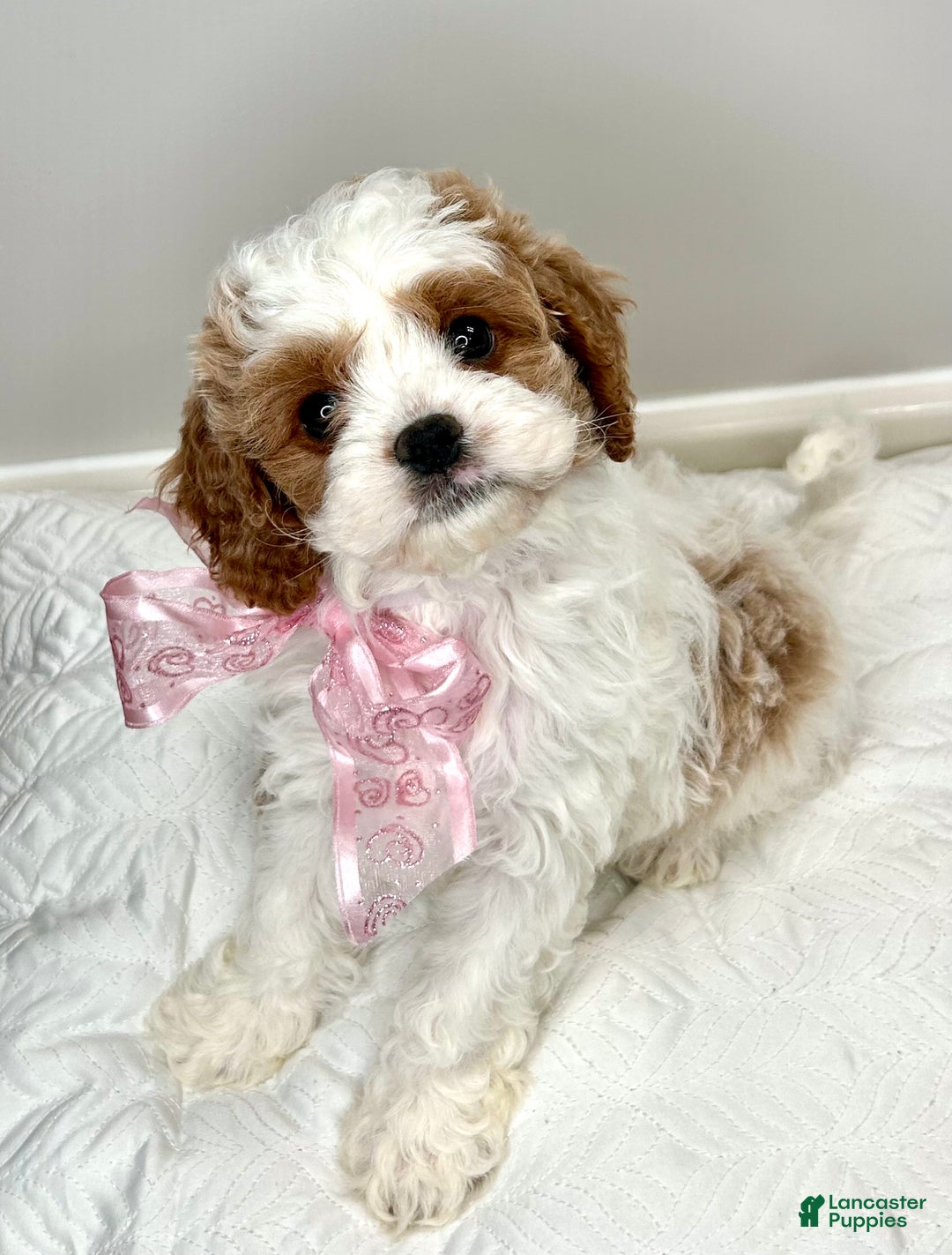 Cavapoo dogs for sale: Penelope - Ad 4