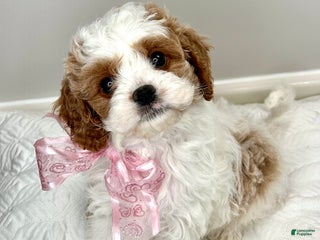 Cavapoo dogs - Ad 19