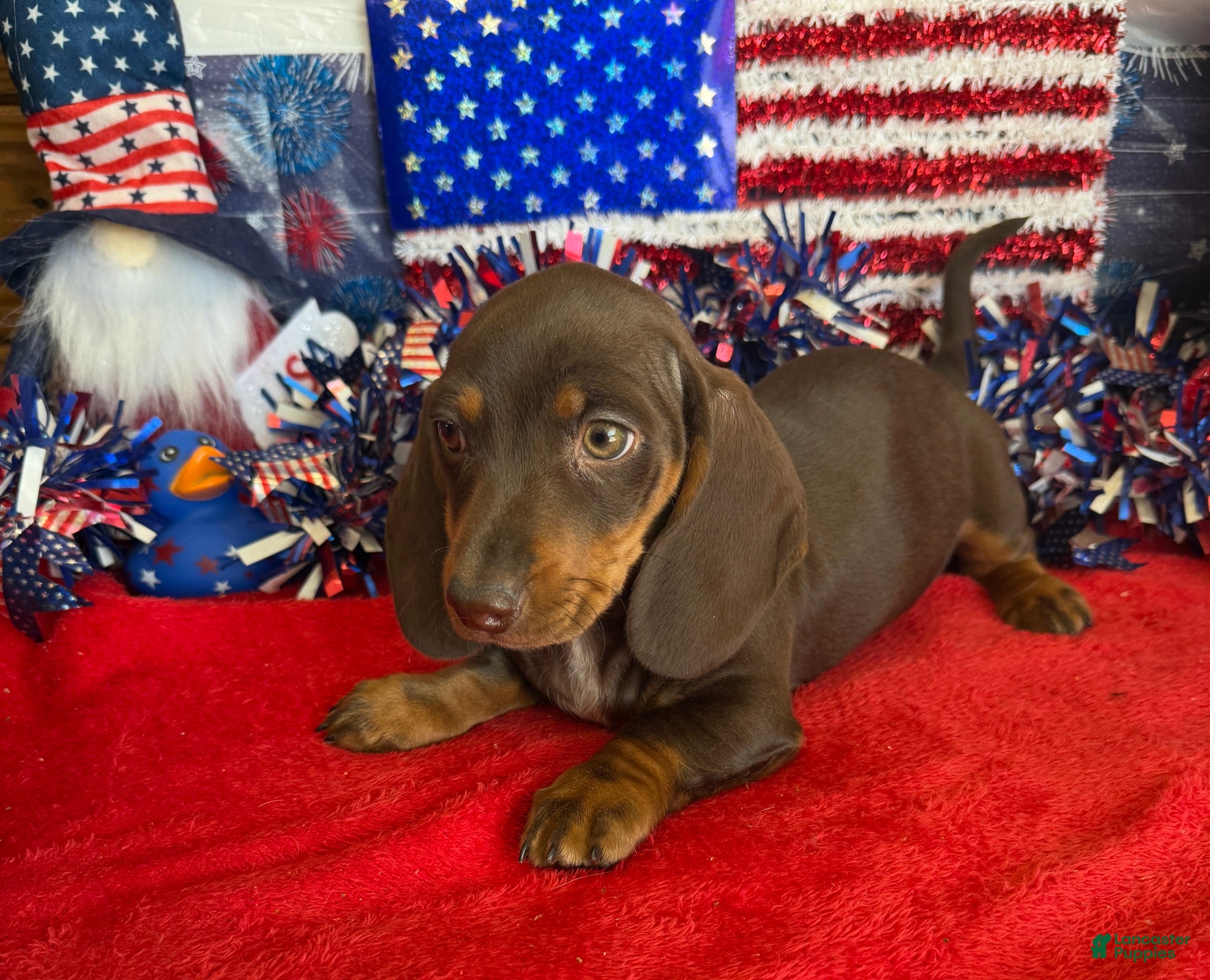 Miniature Dachshund dogs Bucky - Ad 27