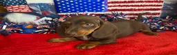 Miniature Dachshund dogs for sale: Bucky - Ad 1