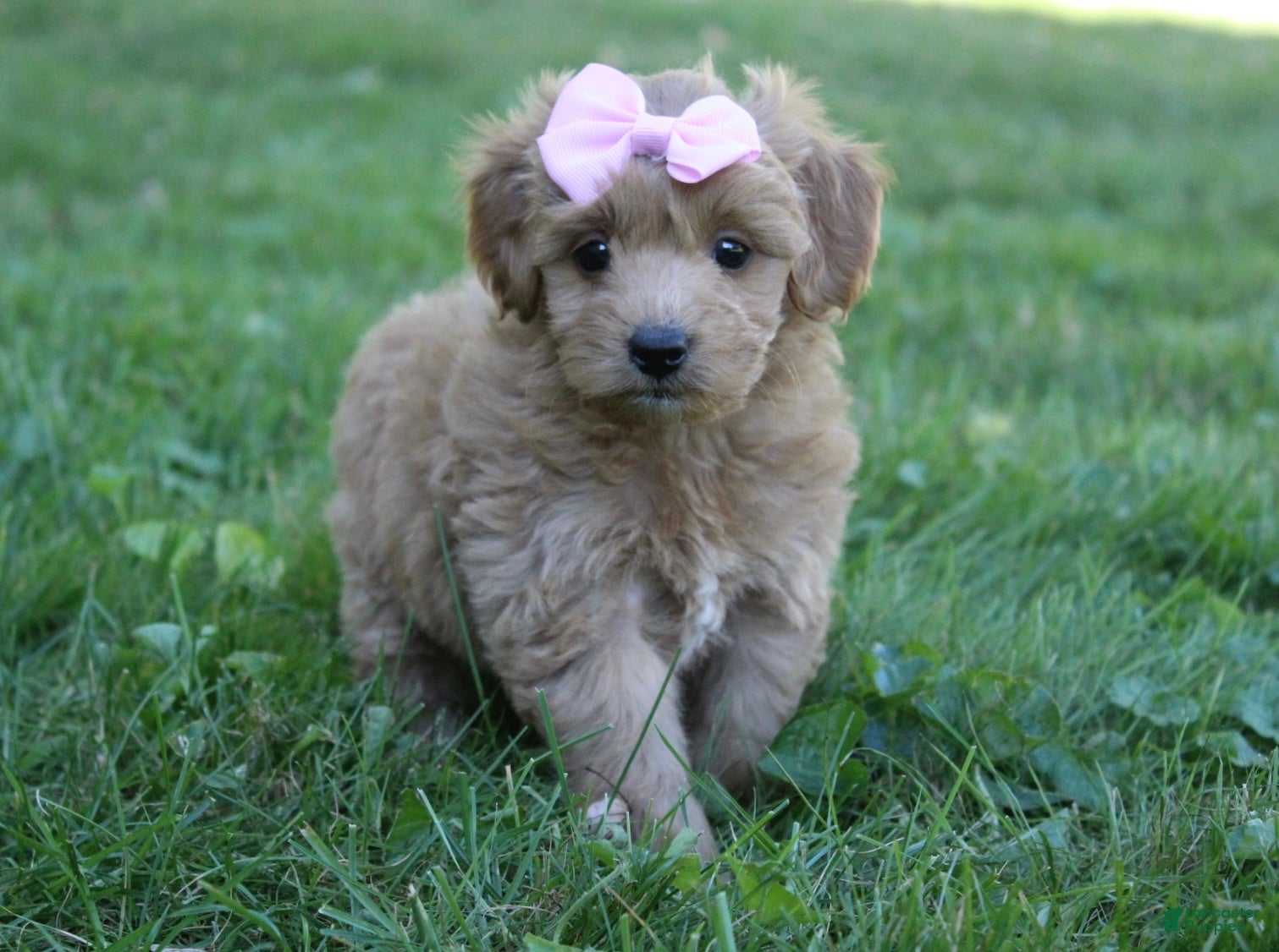 Doodle / designer cross (Doodle / designer cross, Female) in Baltic, OH