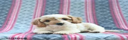 Cavapoo dogs for sale: Wiggles  - Ad 3
