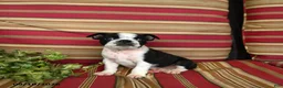 Boston Terrier dogs for sale: John - Ad 3