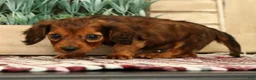 Miniature Dachshund dogs for sale: Gizmo - Ad 9