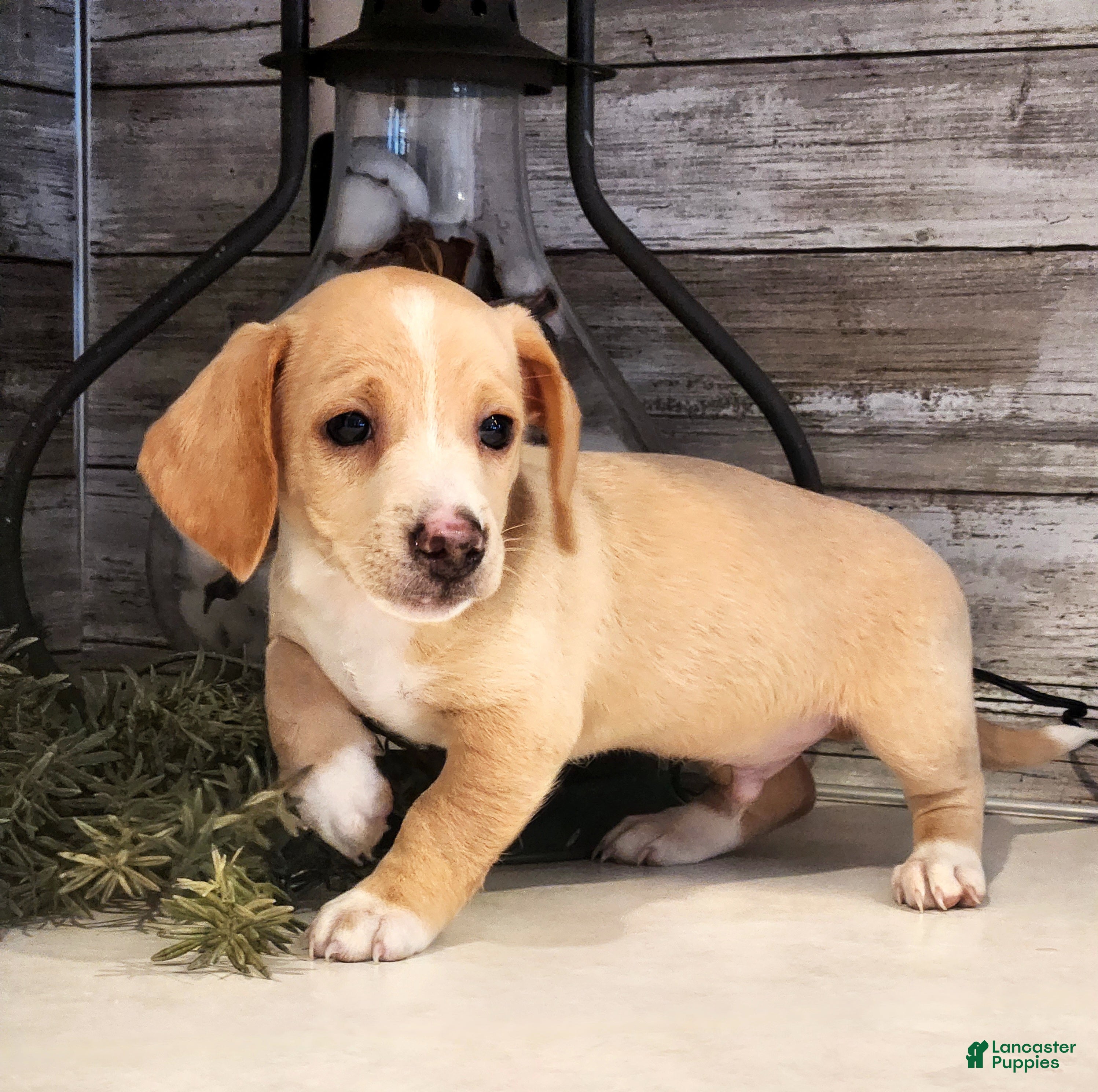 Miniature Dachshund dogs Ranger - Ad 1