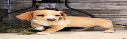 Miniature Dachshund dogs for sale: Ranger - Ad 1