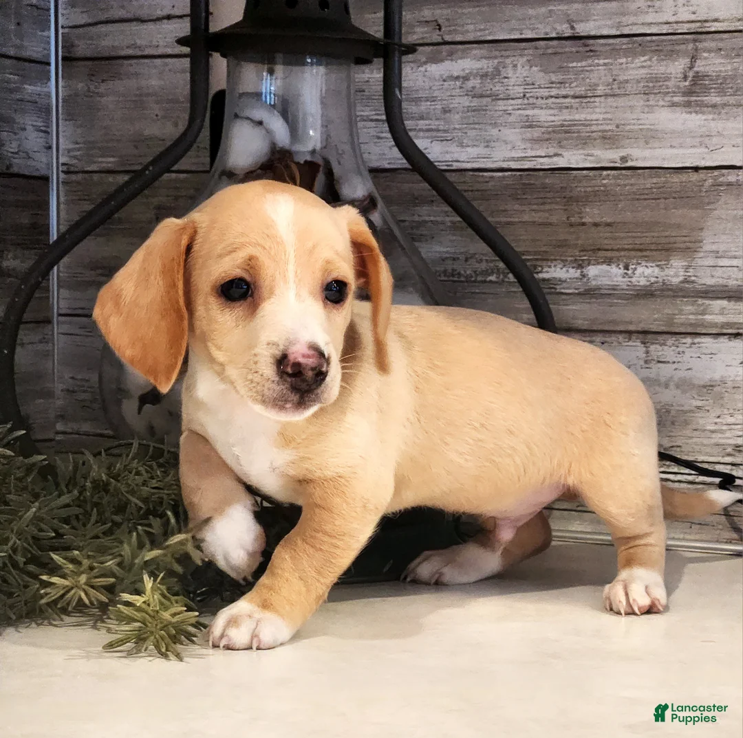 Miniature Dachshund dogs for sale: Ranger - Ad 1