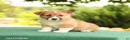 Welsh Corgi Pembroke dogs for sale: Jodi - Ad 2