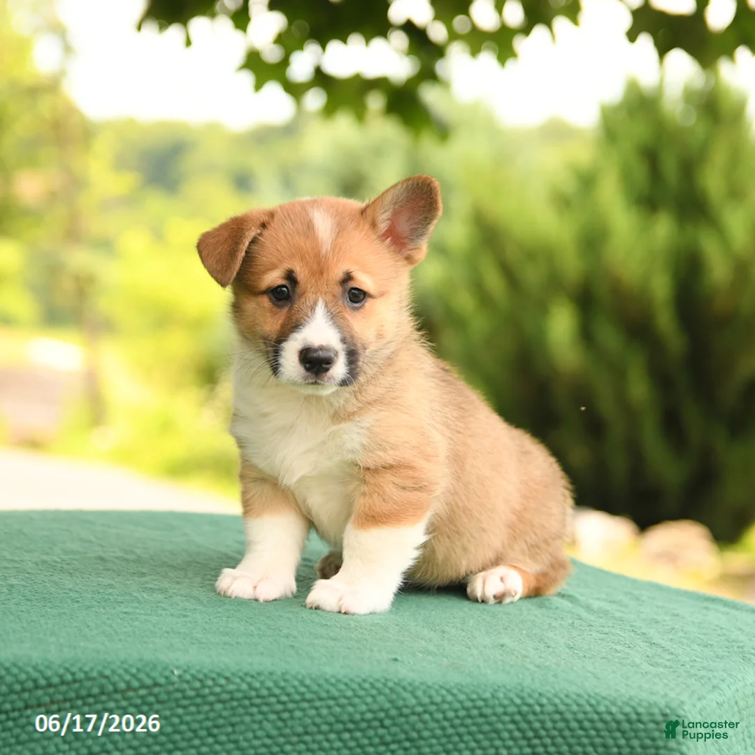 Welsh Corgi Pembroke dogs for sale: Jodi - Ad 2