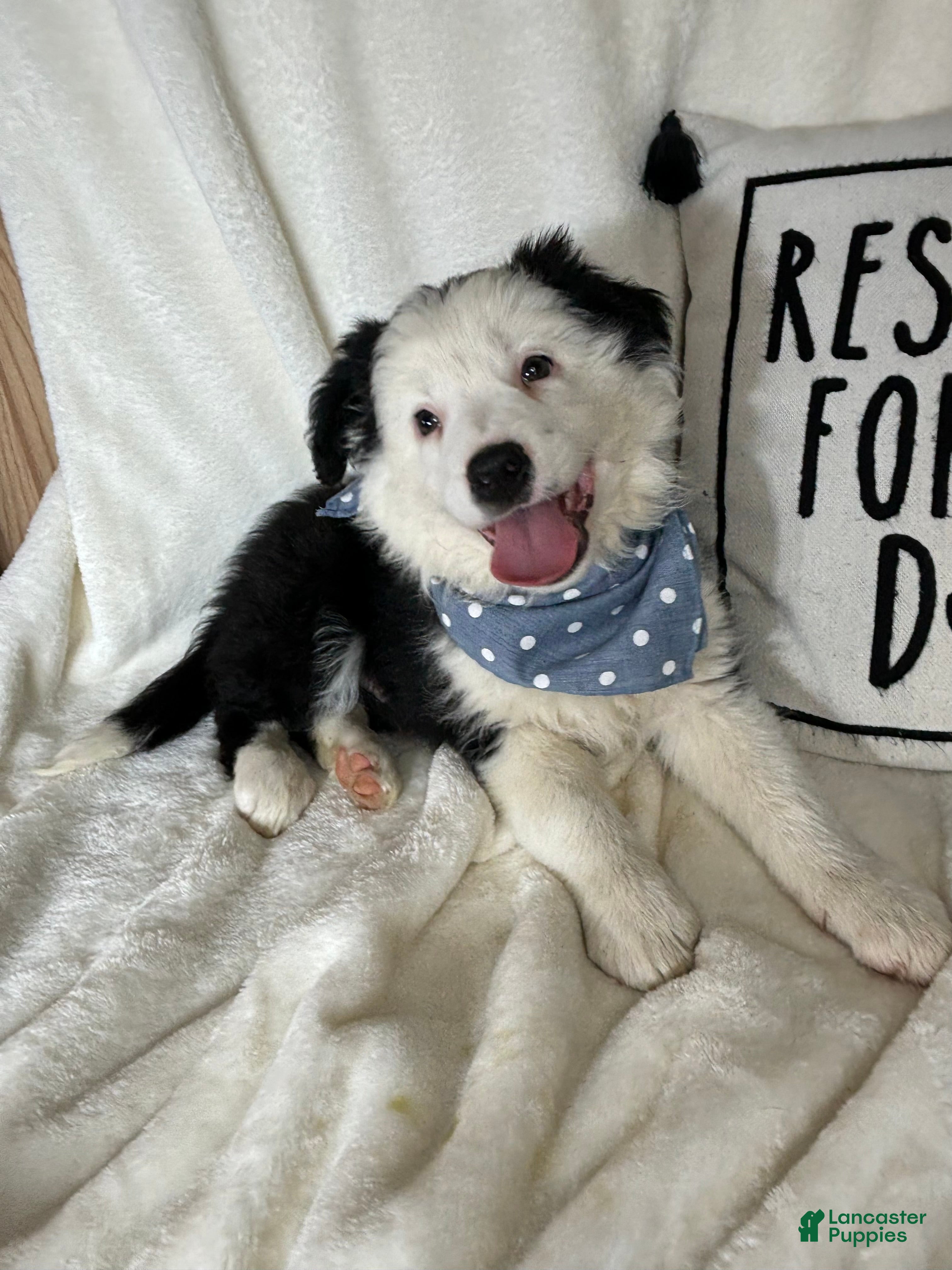 Australian Shepherd dogs Bentley - Ad 24