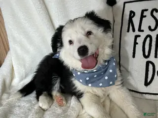 Australian Shepherd dogs Bentley - Ad 24