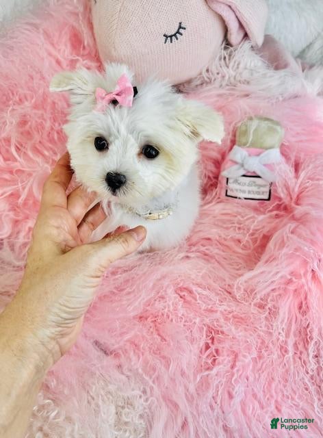 Maltese dogs Maltese Puppy 2 - Ad 11