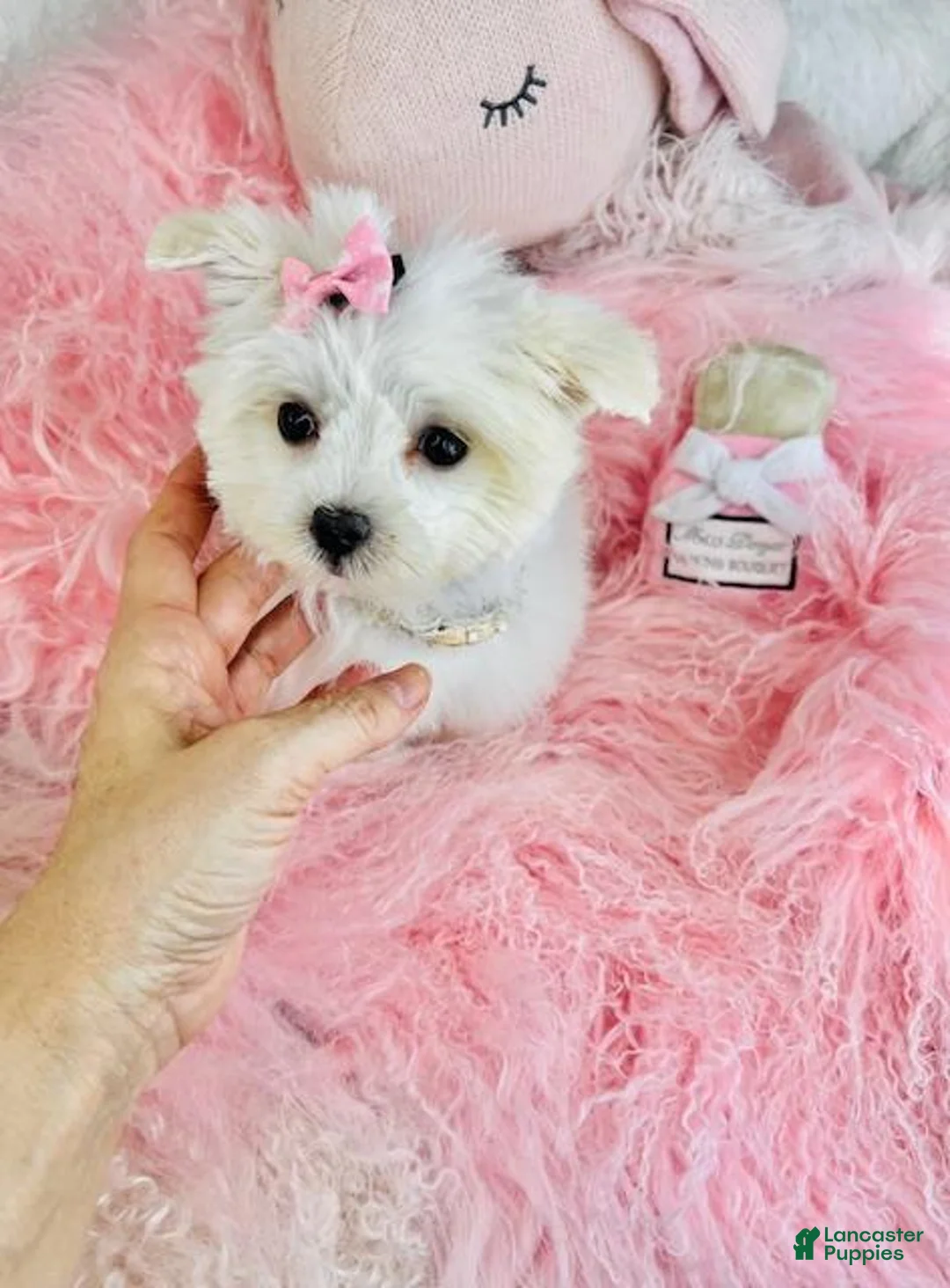 Maltese dogs for sale: Maltese Puppy 2 - Ad 1