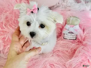 Maltese dogs Maltese Puppy 2 - Ad 9