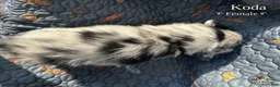 Australian Shepherd dogs for sale: Koda - Ad 4