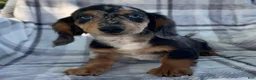 Dachshund dogs for sale: Dominic - Ad 3
