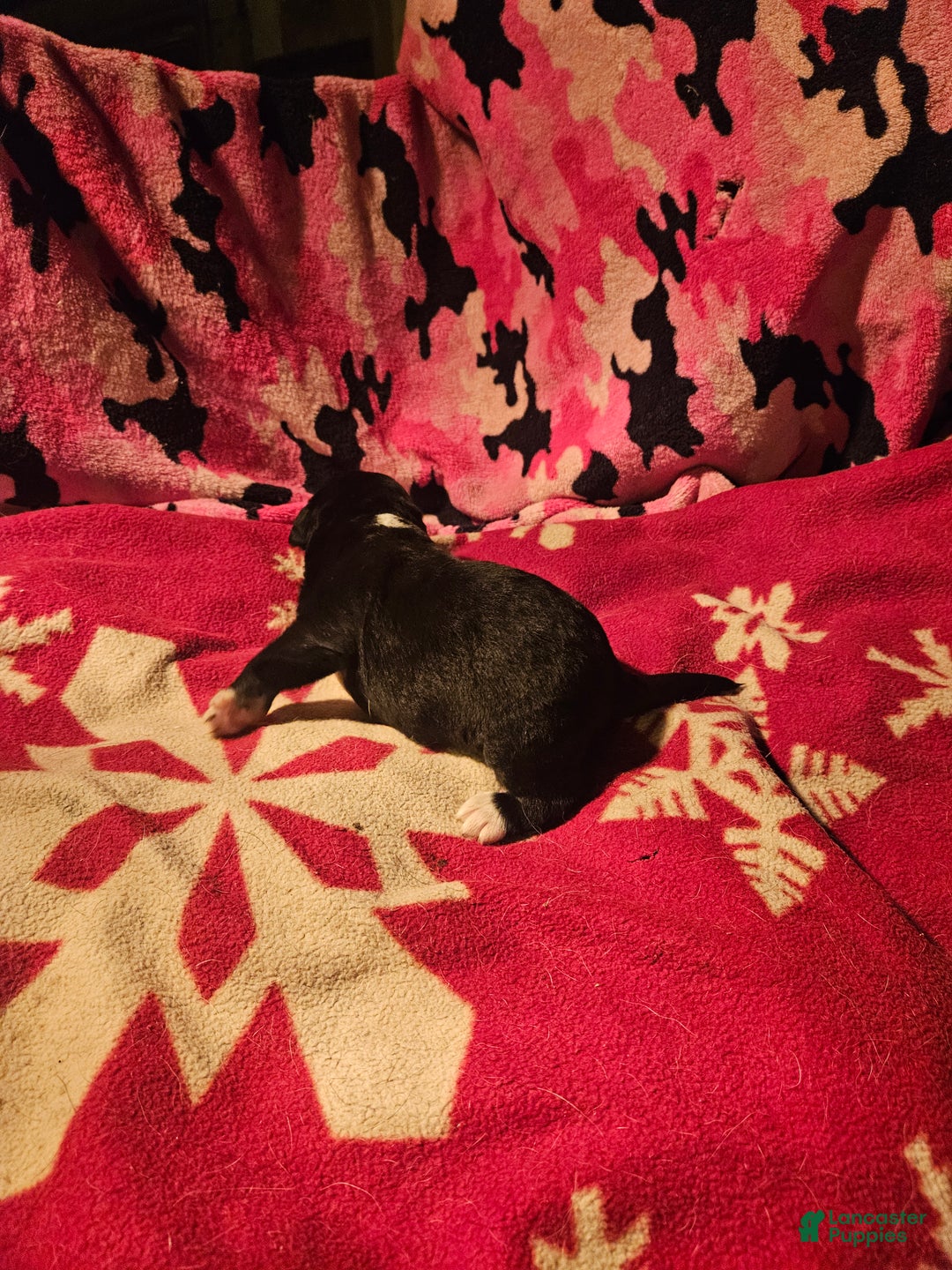 Border Collie dogs for sale: Ice - Ad 5