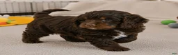 Cockapoo dogs for sale: jerry - Ad 6