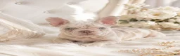French Bulldog dogs for sale: French Bulldog Puppy 1 - Ad 1