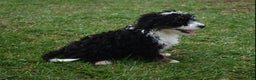 Mini Bernedoodle dogs for sale: Skye - Ad 6
