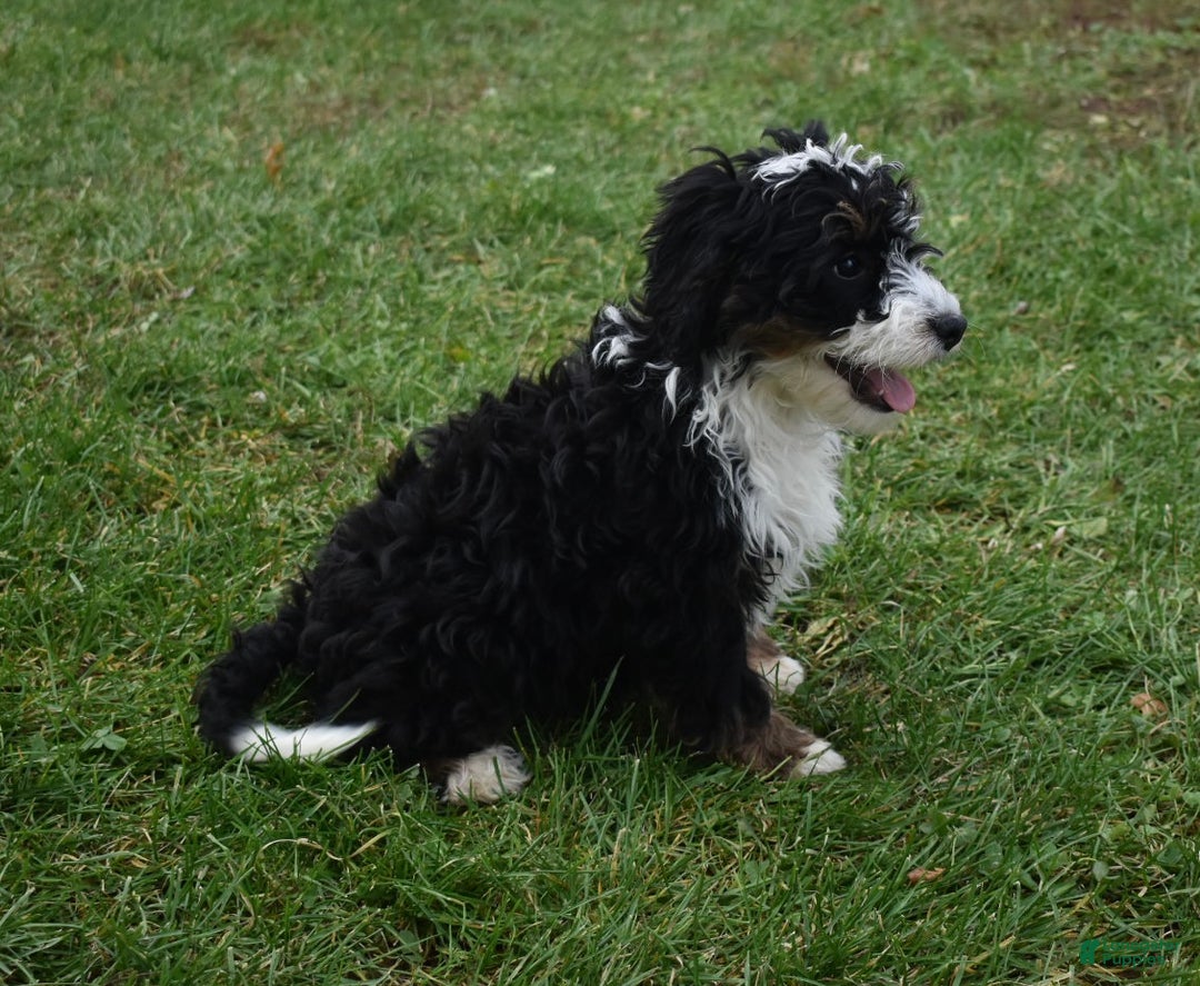 Mini Bernedoodle dogs for sale: Skye - Ad 6