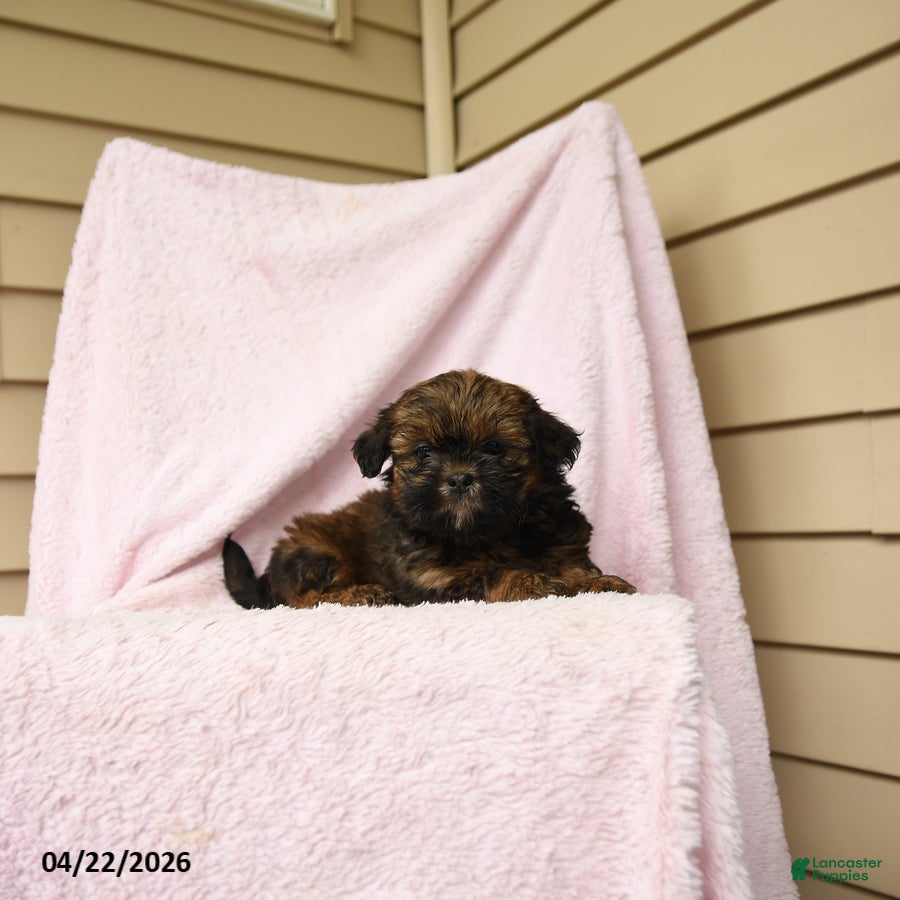 Bichpoo dogs Gretel - Ad 2