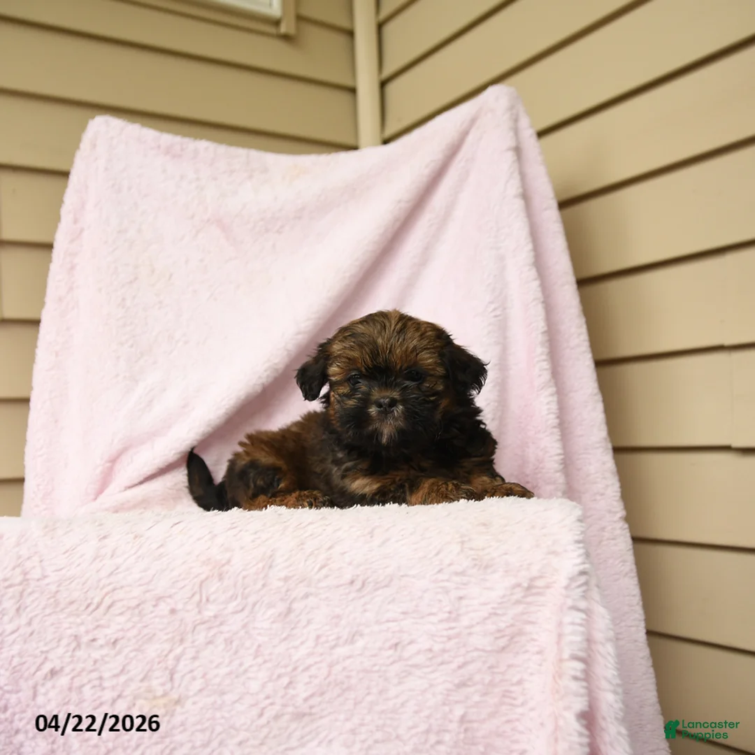 Bichpoo dogs for sale: Gretel - Ad 2