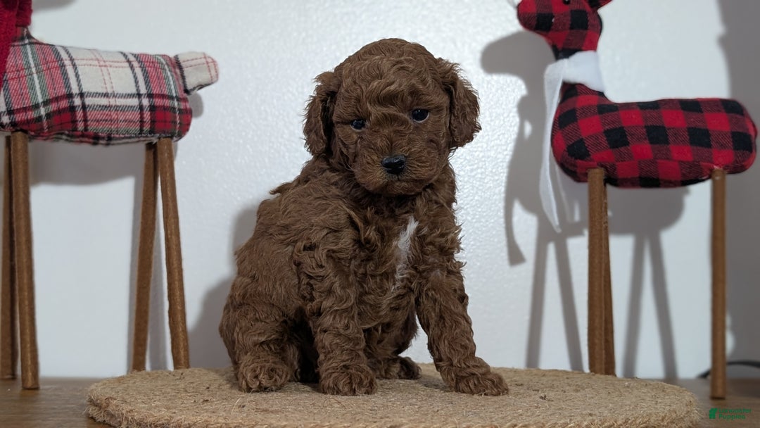Miniature Poodle dogs for sale: Moby - Ad 8