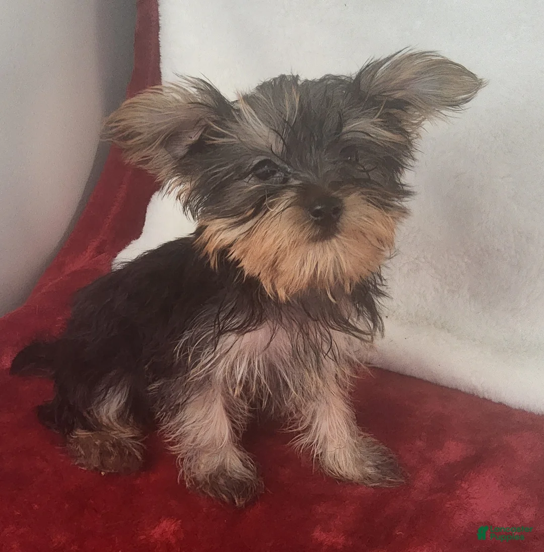 Yorkshire Terrier dogs for sale: Dynamite Zenith - Ad 2