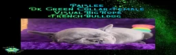 French Bulldog dogs for sale: Paislee “Dark Green”Collar, Female  - Ad 15