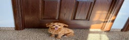 Maltipoo dogs for sale: Jordan - Ad 4