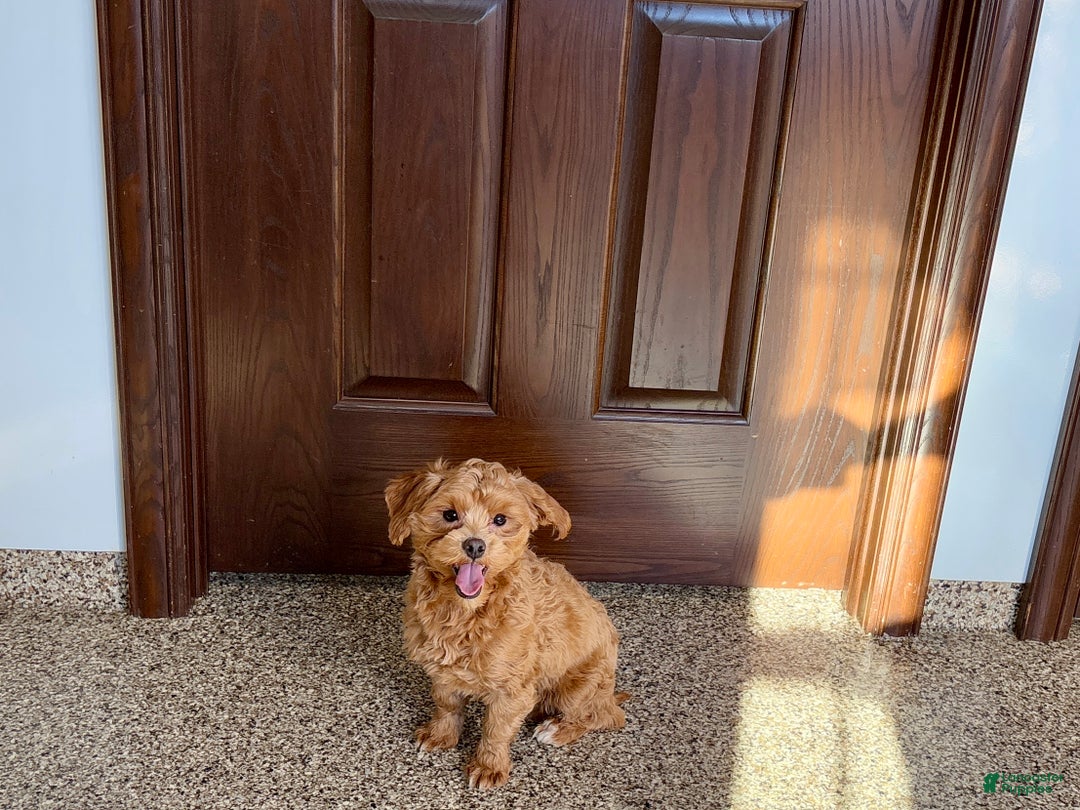 Maltipoo dogs for sale: Jordan - Ad 4