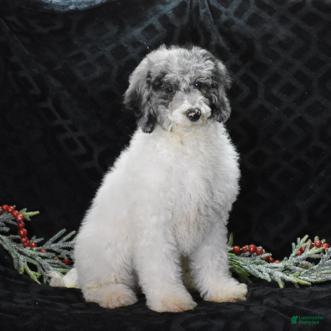 Miniature Poodle dogs for sale: Zoe - Ad 4