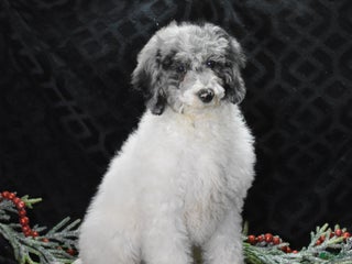 Miniature Poodle dogs Zoe - Ad 17
