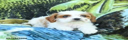 Cavapoo dogs for sale: Mia  - Ad 3