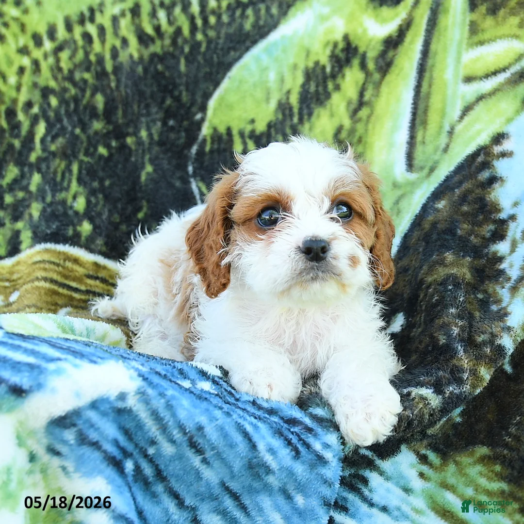 Cavapoo dogs for sale: Mia  - Ad 3