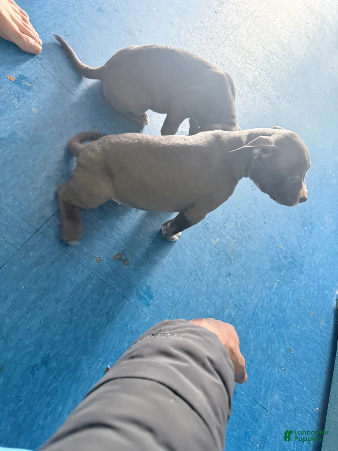 American Pit Bull Terrier dogs for sale: American Pit Bull Terrier Puppy 3 - Ad 3