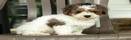Miniature Poodle dogs for sale: Finn - Ad 5