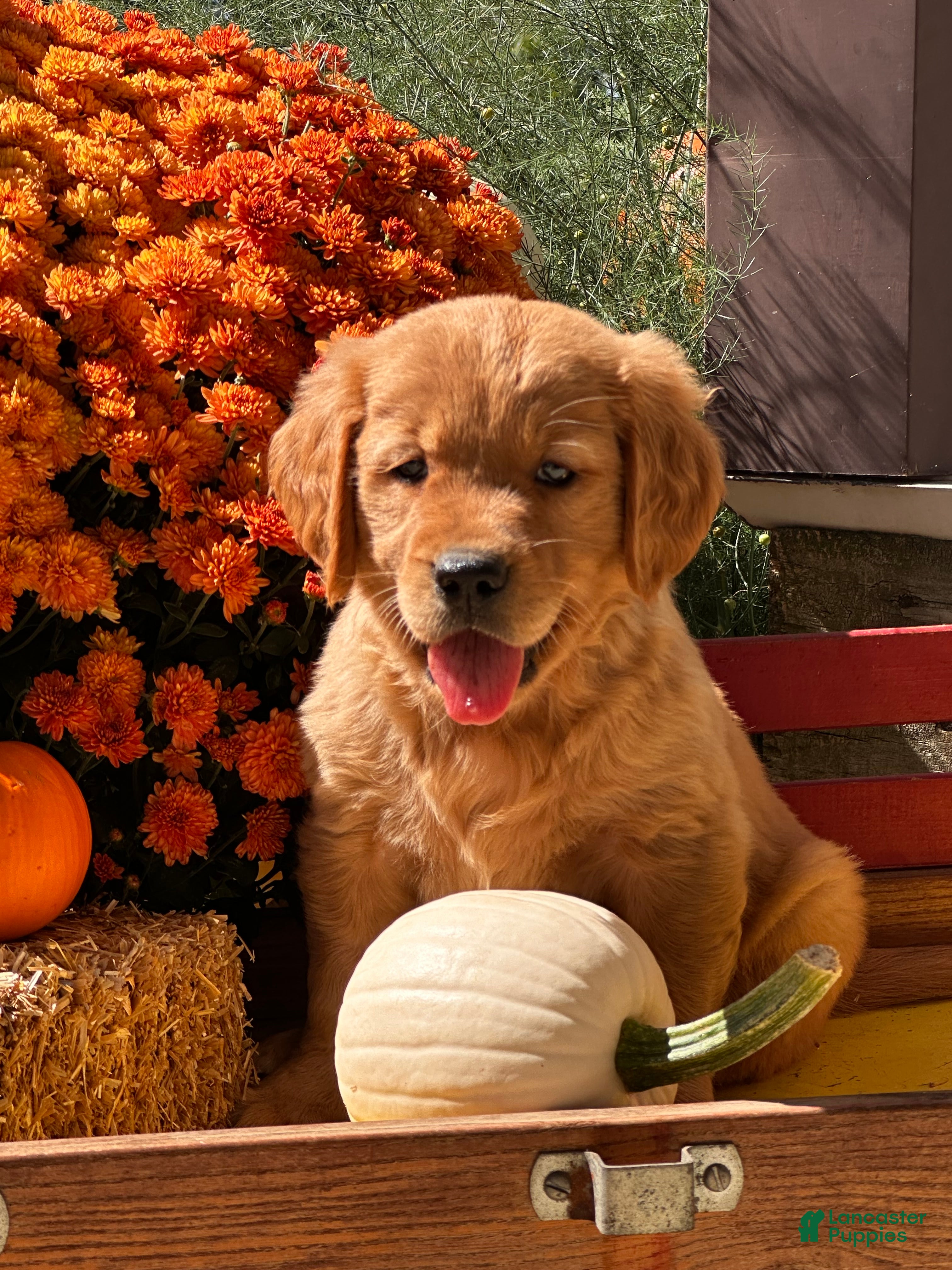 Golden Retriever dogs Honey - Ad 2
